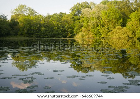 Water lilies on lake, reflection of clouds in water, sunny day, summer