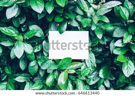 Paper Card Mockup on a Green Leaves