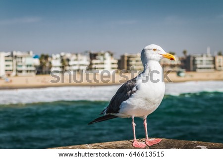 Calm Seagull Standing on the Pier in California with Venice Beach in the Background and Blue Ocean Water