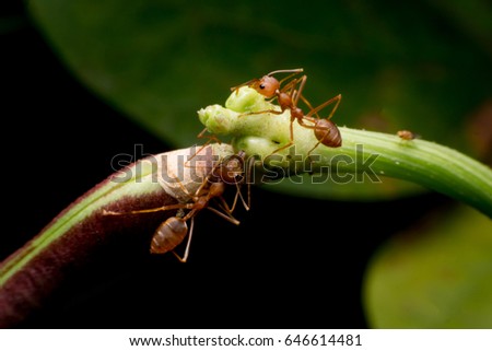 Macro shot of red ant in nature. Red ant is very small. Selective focus, 