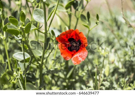 Red flower, blossoming of Poppies in the wild nature