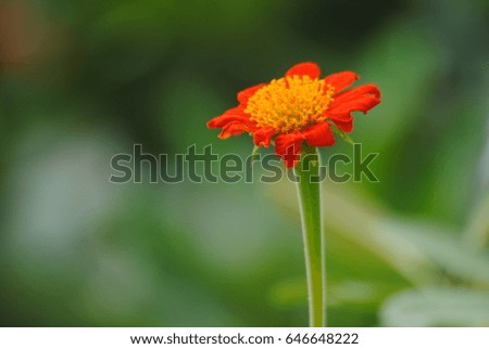 Orange flowers bloom early in the rainy season.
