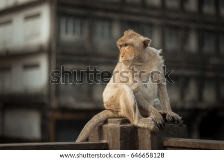  Monkey With Old Buildings background