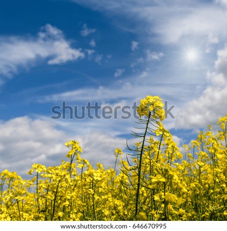 Rapeseed field on a sunny spring day with white clouds and sun rays