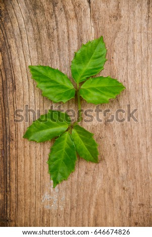 Two green leaves on a old wooden background 