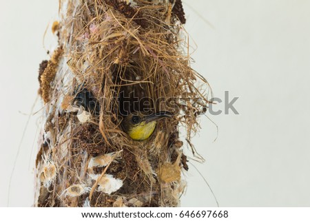 Mother bird hatching eggs in the nest.on white background
