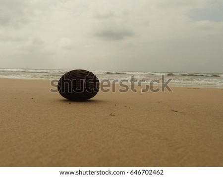 Sri Lanka / coconut in sand / picture showing a coconut in one of the beaches of Sri Lanka, taken in January 2015.
