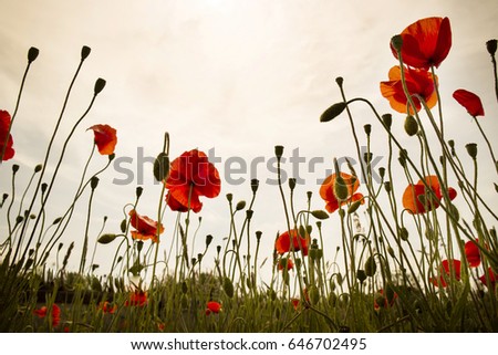 Taken from the bottom of a group of late-night poppies
