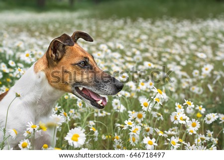 Fox terrier young dog sitting on the green field chamomiles, and smiles