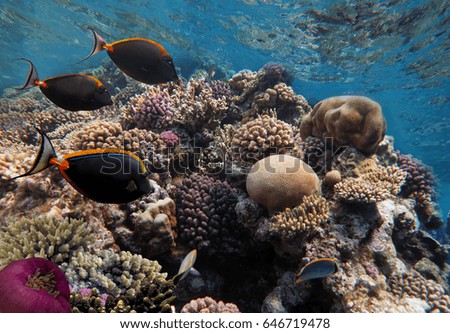 sea life fish underwater landscape Red                             