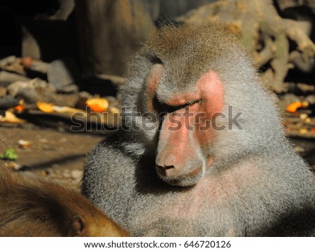 Male Baboon close-up