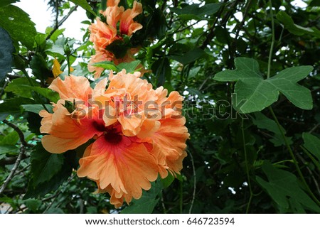 Orange hibiscus flower 