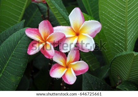 group of Frangipani flowers blooming
