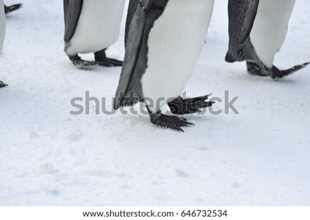 Close up Foot of  King Penguin On snow. 