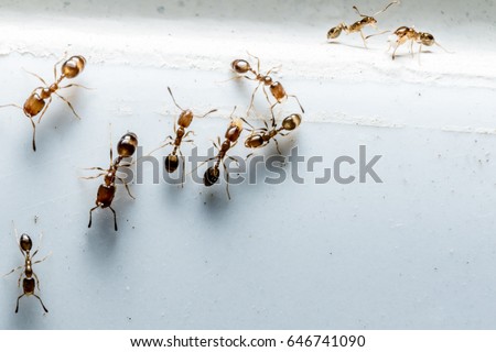 Ants with Bluish Background in macro