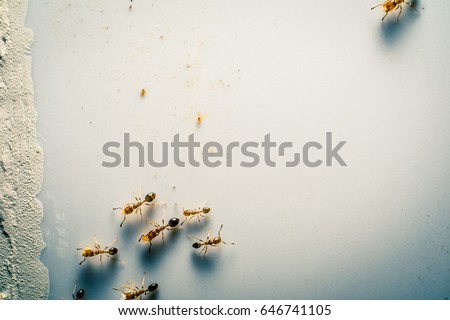 Bluish Ants in Macro