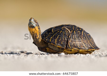 A florida box turtle watching