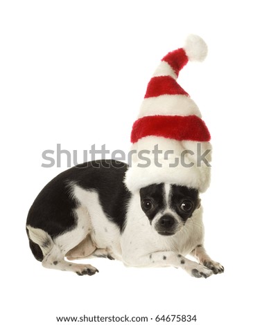 Black, white and speckled chihuahua dog wearing a tall red and white striped Christmas hat laying down with hat straight up, isolated on white.