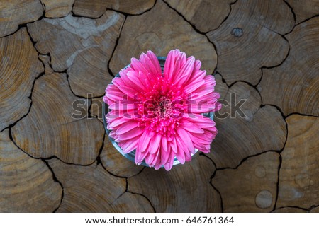 Pink gerbera daisy flower
