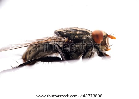 Extreme close-up of House fly isolated on white background