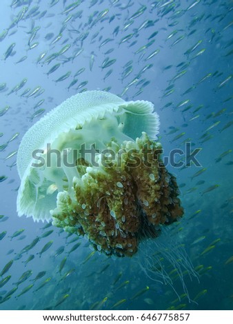 underwater picture of the big jelly fish in the deep of the sea