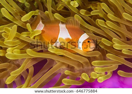 Underwater picture of Clown Anemone Fish in Sea Anemone