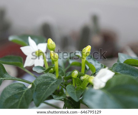 Small chili pepper plant with pods and flowers growing indoors on window sill