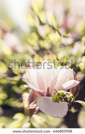 Magnolia flower on blurred green background.