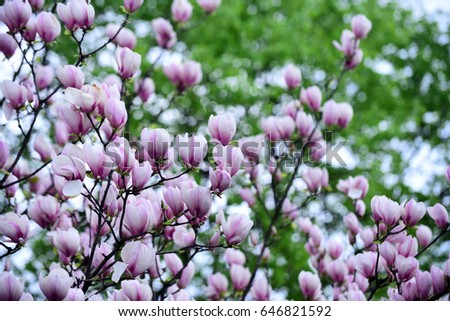 flowers of magnolia blooming tree pink color on branch on blurred natural background