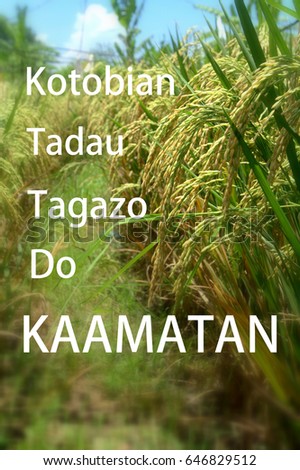 greeting wording written "Kotobian Tadau Kaamatan" translation of Kadazandusun language meaning Happy Harvest Festival