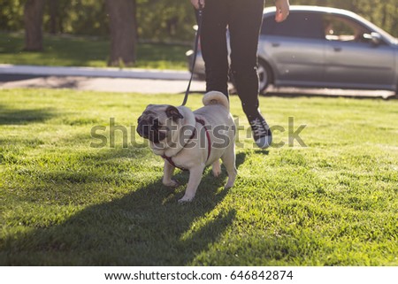 close up picture of pug walking on green grass 