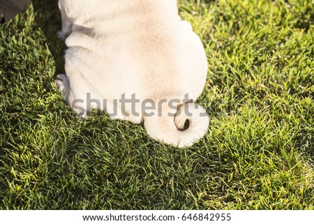 Close up picture of cute pug tail on the green grass