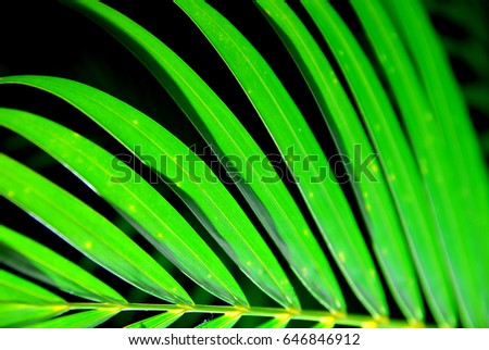 Green leaf  tree leaf
 green, fresh, nature,