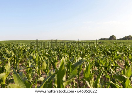  green corn leaves growing on the territory of an agricultural field. Photographed close-up with shallow depth of field.