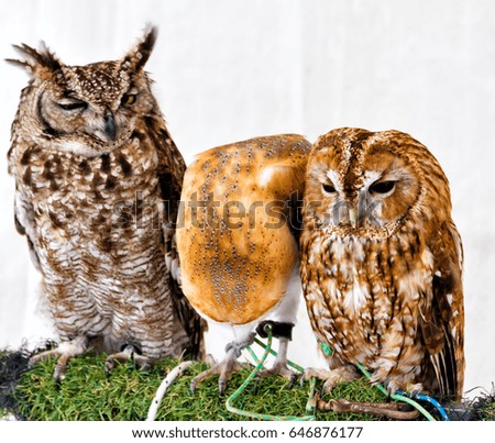 Picture of few different owls kept on a branch as a display for tourists, Andalucia, Spain
