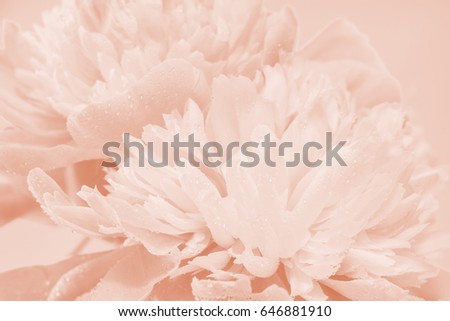 Tender Pink Flower Close Up, Wedding Background Design, Shallow Depth of Field, Selective Focus