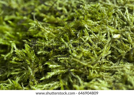   sprouts of green moss growing on a tree. The photo was taken close-up, small depth of field