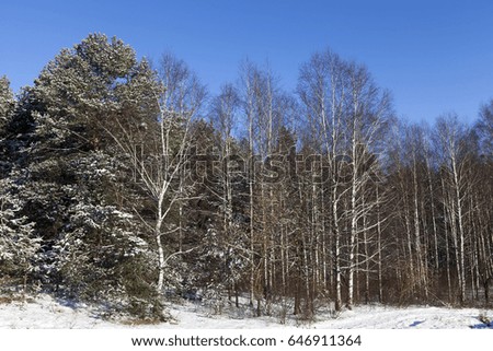  blue sky and a snow-covered forest in the winter season. the photo