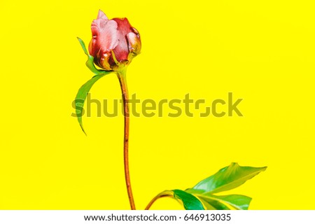 Single red peony on yellow background.
