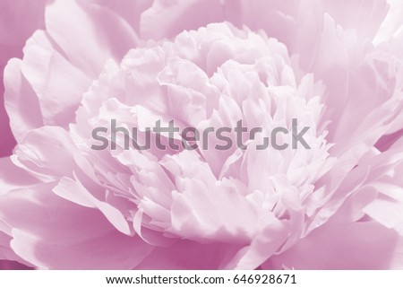 Floral Background for Greeting Card, Wedding Invitation, Marriage Background, Shallow Depth of Field, Selective Focus