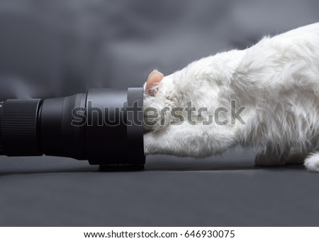 White cat trying to get into a photographic lens