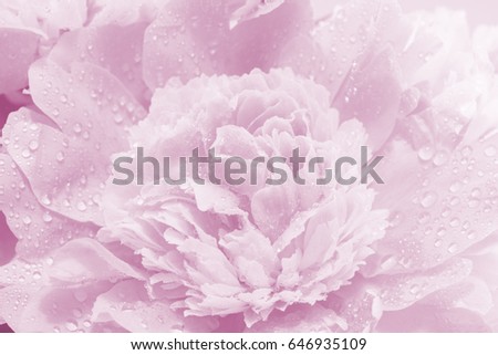 Tender Pink Flower Close Up, Love Background, Shallow Depth of Field, Selective Focus