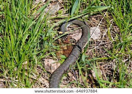 Grass snake devours a toad in the wild