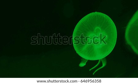 Nightlights glowing beautiful moon jellyfish with green light
