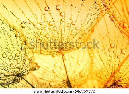 Abstract dandelion flower background. Seed macro closeup. Soft focus . Spring nature