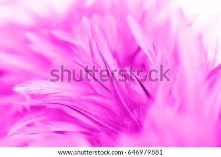 Pink and white chicken feathers in soft and blur style for background