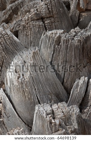 Detail take of a palm tree trunk texture