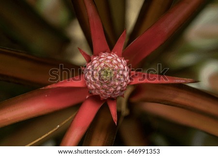 Pineapple plant abstract geometric beautiful depth of field