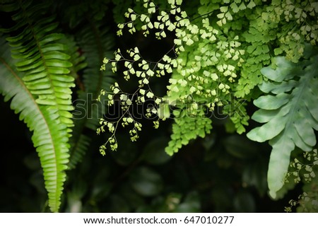 light and shadow of fern