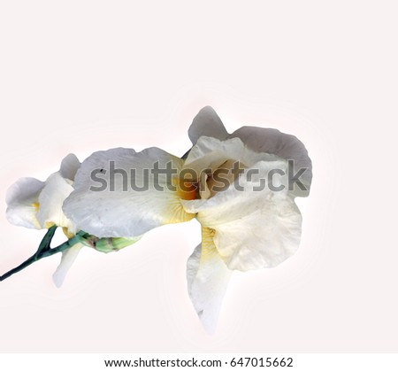 Screensaver flowers of white iris